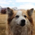 Close-up portrait of an Icelandic Sheepdog outdoors with mountains in the background.