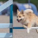 Icelandic Sheepdog jumping over a hurdle on a dog agility course.
