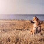 Icelandic Sheepdog sitting in tall dry grass near the water.