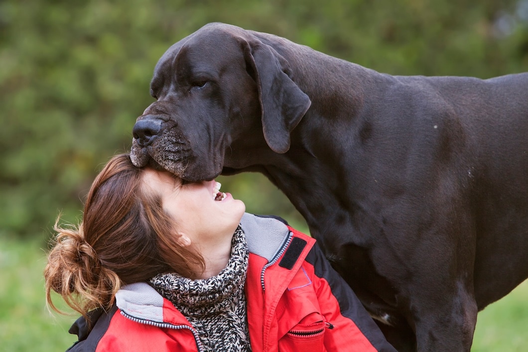 Black Great Dane affectionately resting its head on a laughing woman's forehead outdoors.