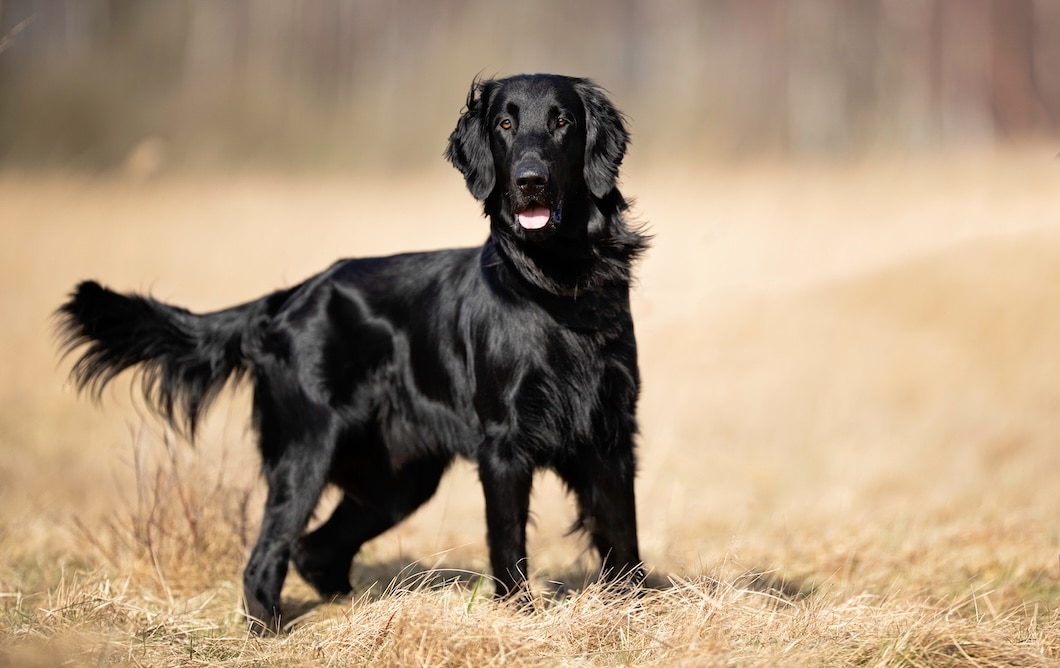 Black Flat-Coated Retriever standing in a field of dry grass.