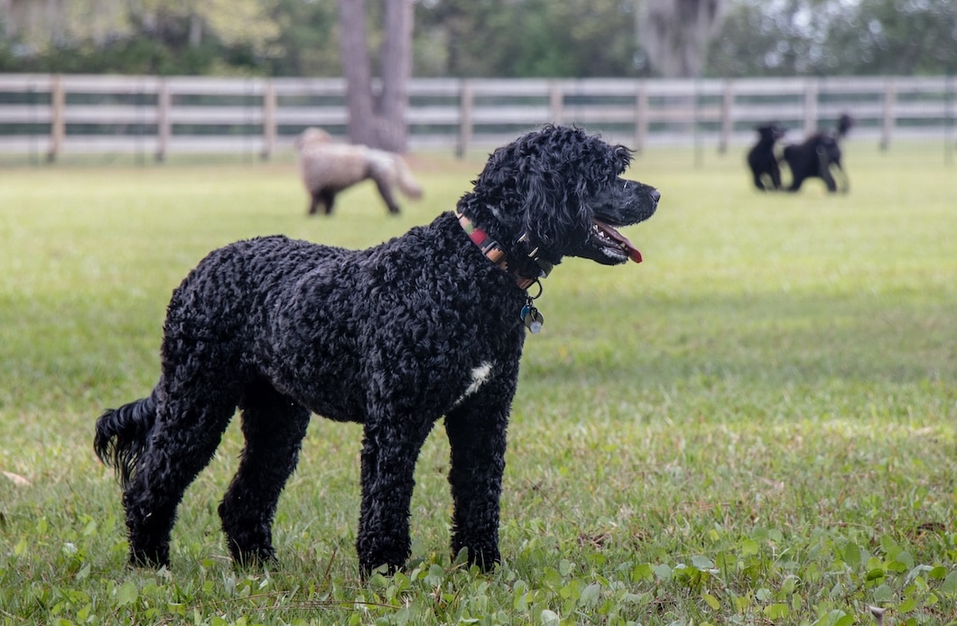 Black Standard Poodle standing in a grassy fenced field with other dogs in the background.