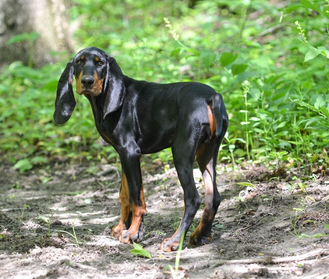 Black and tan coonhound standing outdoors