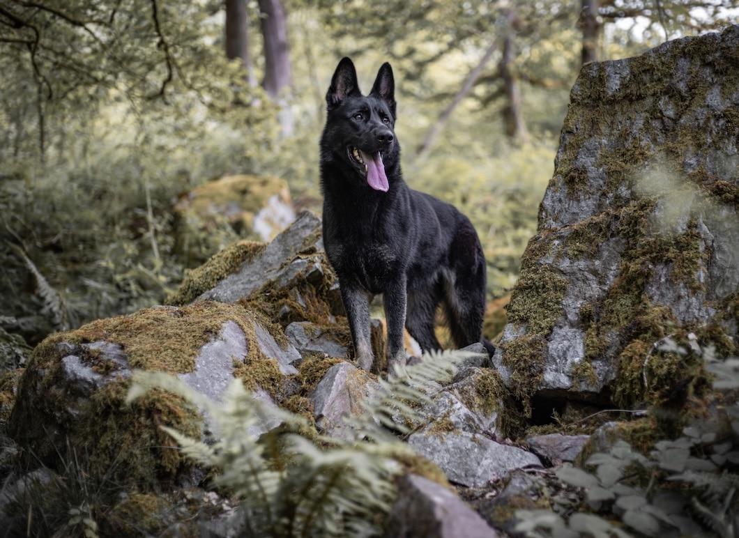 Black German Shepherd standing on moss-covered rocks in a forest.
