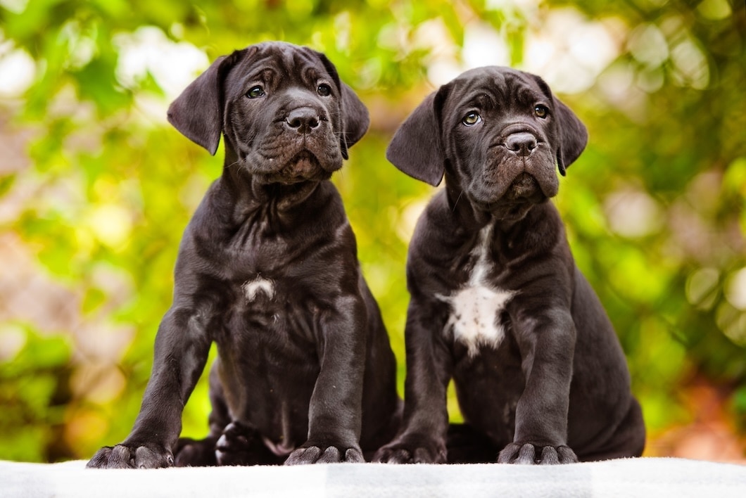 Two black Cane Corso puppies sitting side by side outdoors against a green leafy background.