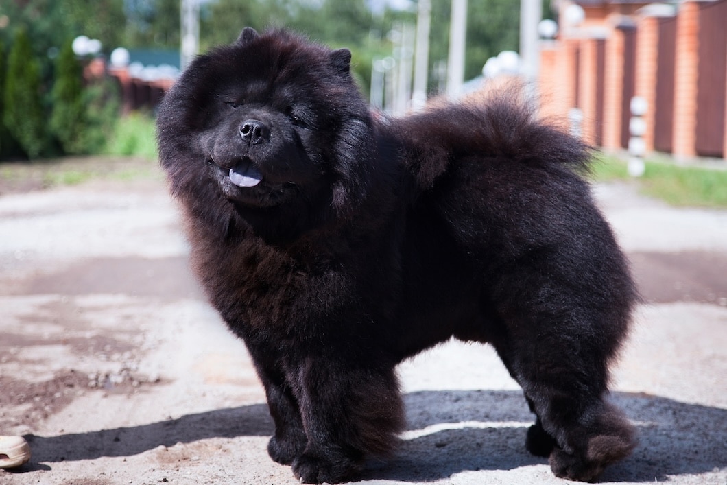Black Chow Chow standing outdoors on a sunlit road.