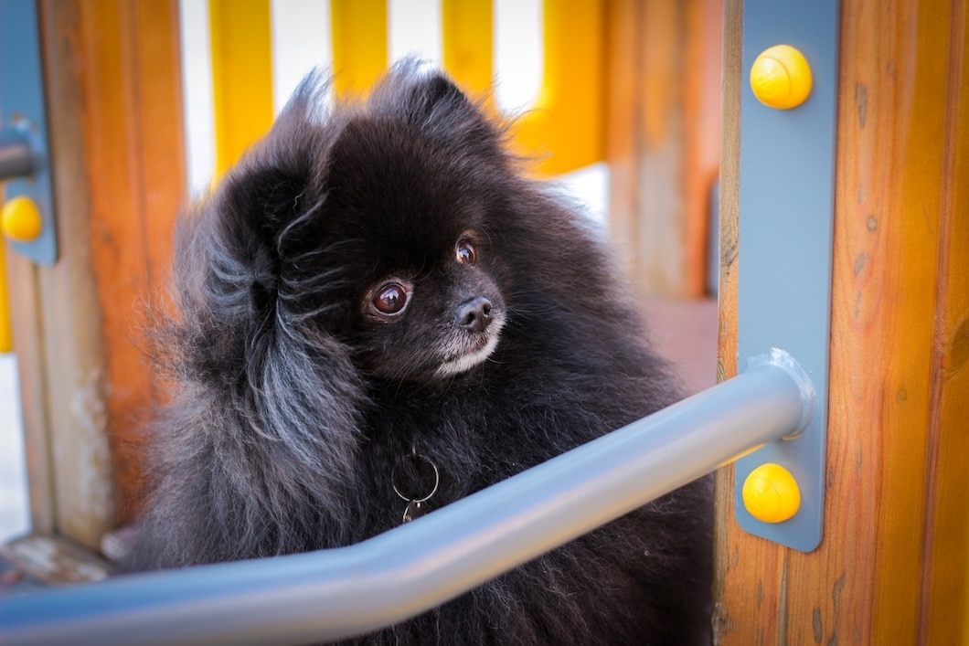 Black Pomeranian sitting on colorful playground equipment outdoors.