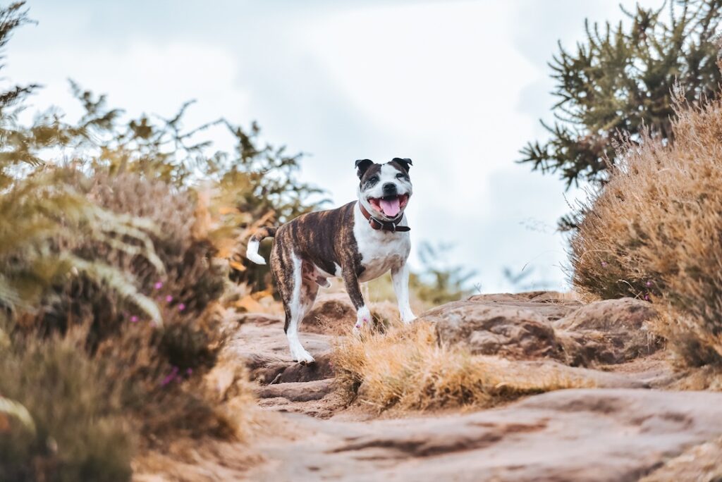 Brindle and white Staffordshire Terrier hiking on a rocky trail.