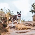 15 Brindle Dog Breeds Who Wear Nature’s Coolest Coat Pattern