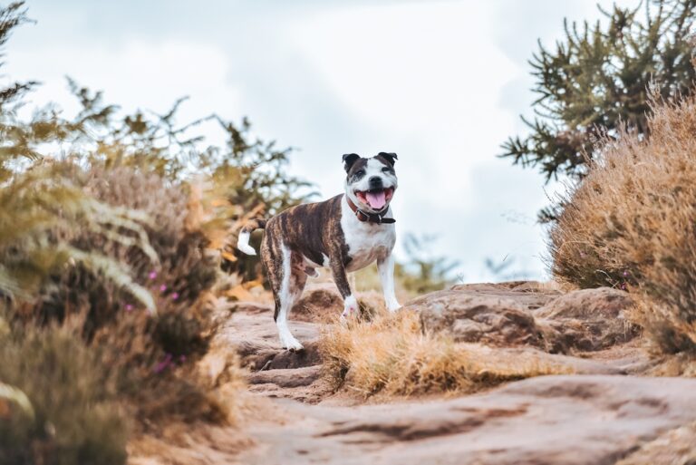 Brindle and white Staffordshire Terrier hiking on a rocky trail.