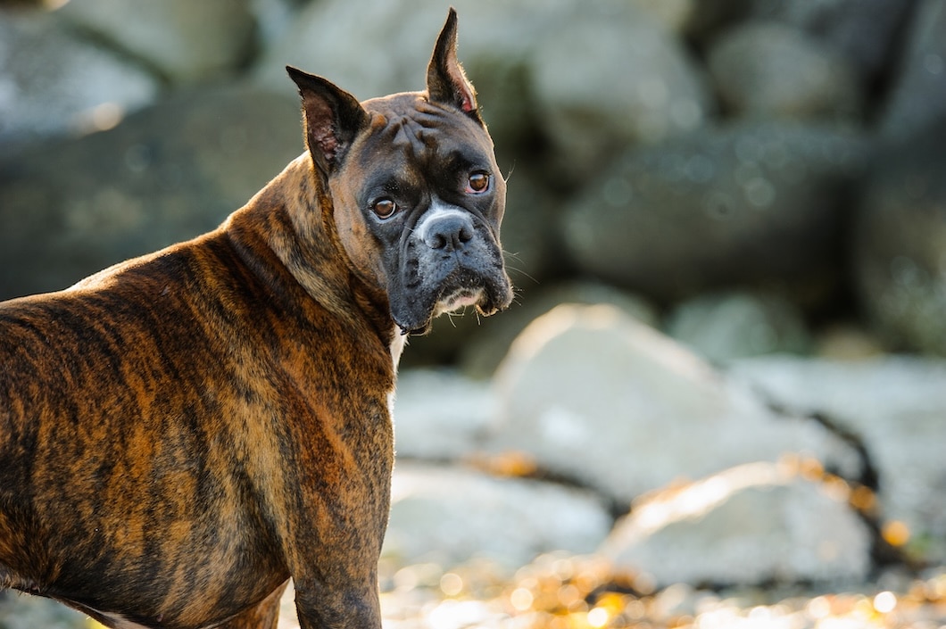 Brindle boxer dog with cropped ears standing against a rocky background.