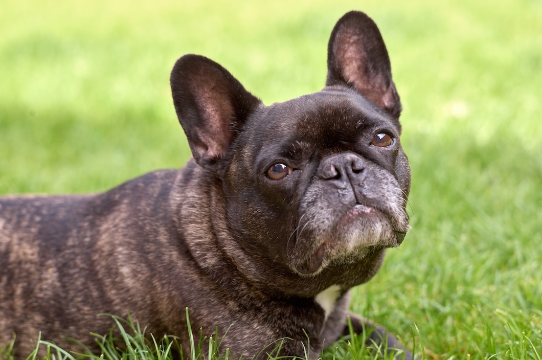 Portrait of a mature French Bulldog.