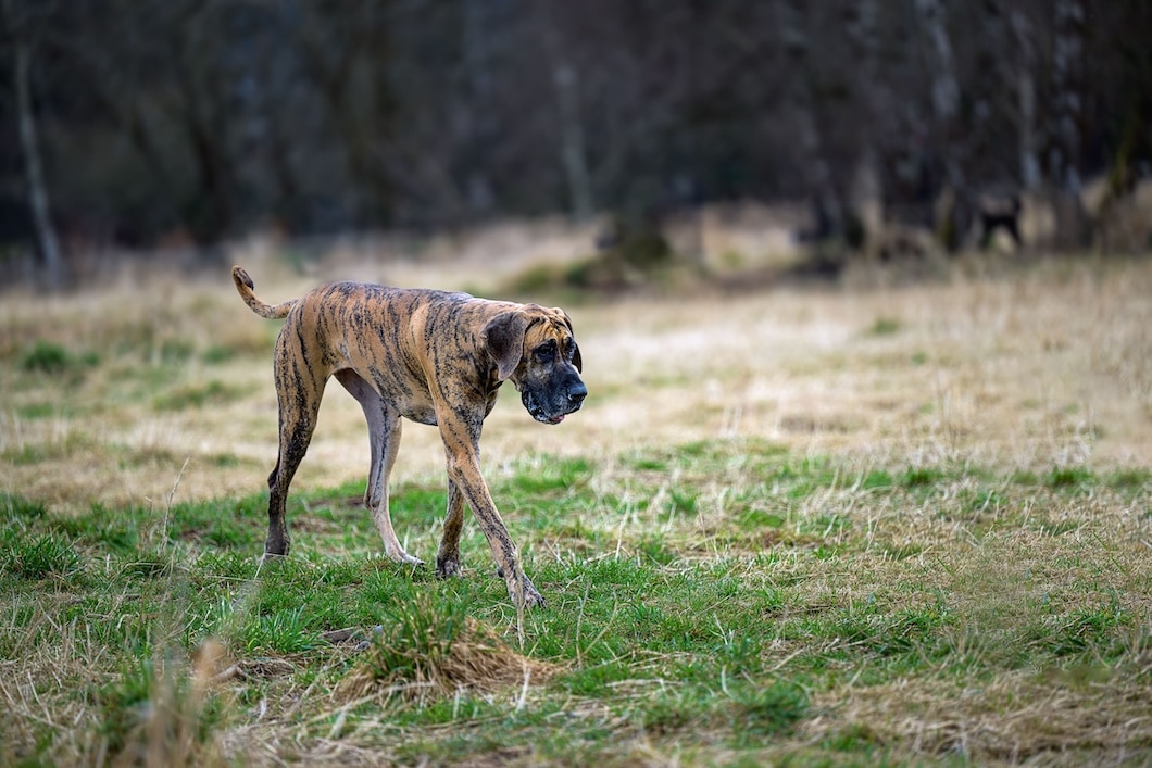 Brindle Great Dane walking through a grassy field.