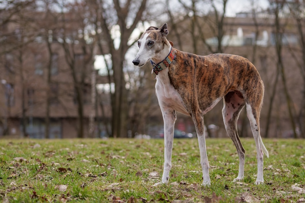 Brindle Greyhound standing in a grassy park.