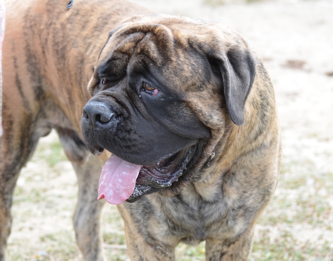 Close-up of a brindle Mastiff panting with its tongue out.
