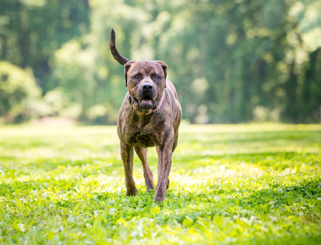Brindle Cane Corso mixed-breed dog walking through a grassy park.