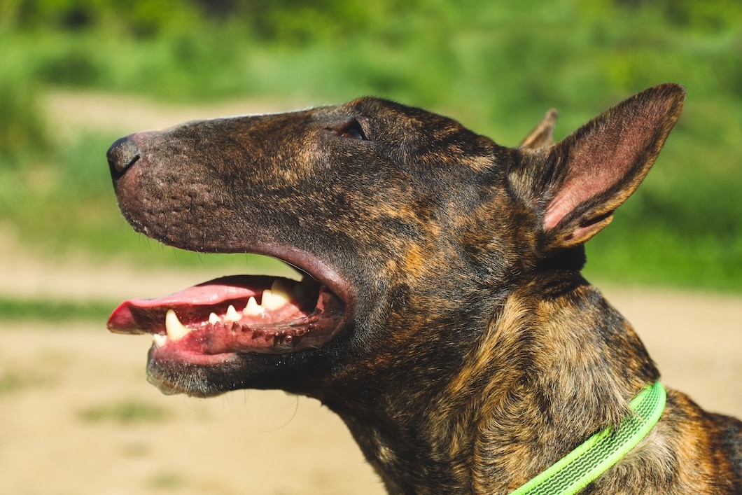 Closeup of a brindle Bull Terrier panting outdoors while wearing a green collar.