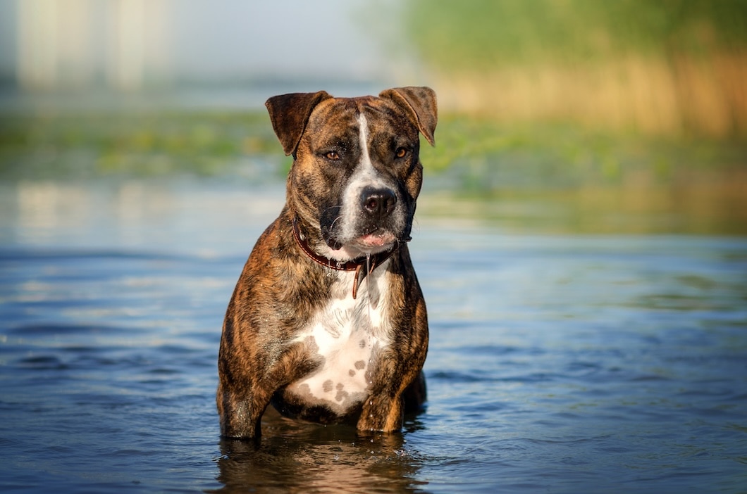 Brindle American Staffordshire Terrier standing in shallow water.