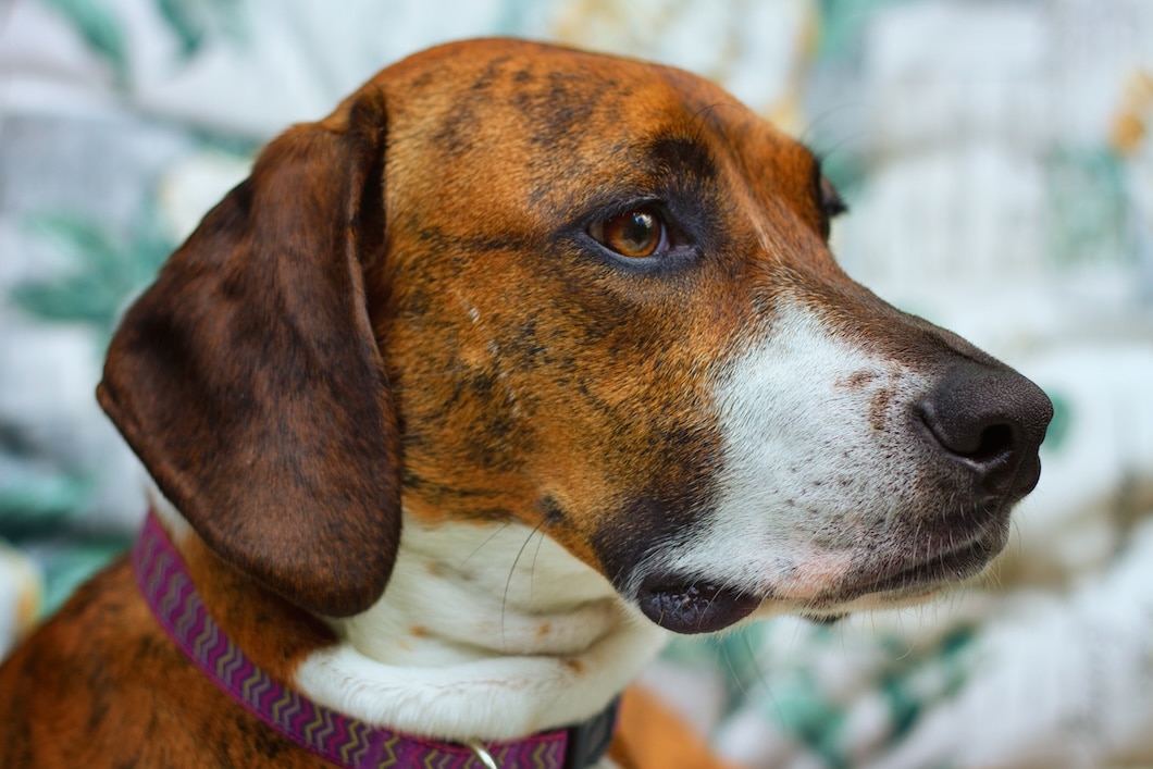 Close-up portrait of a brindle and white Plott Hound wearing a purple collar.