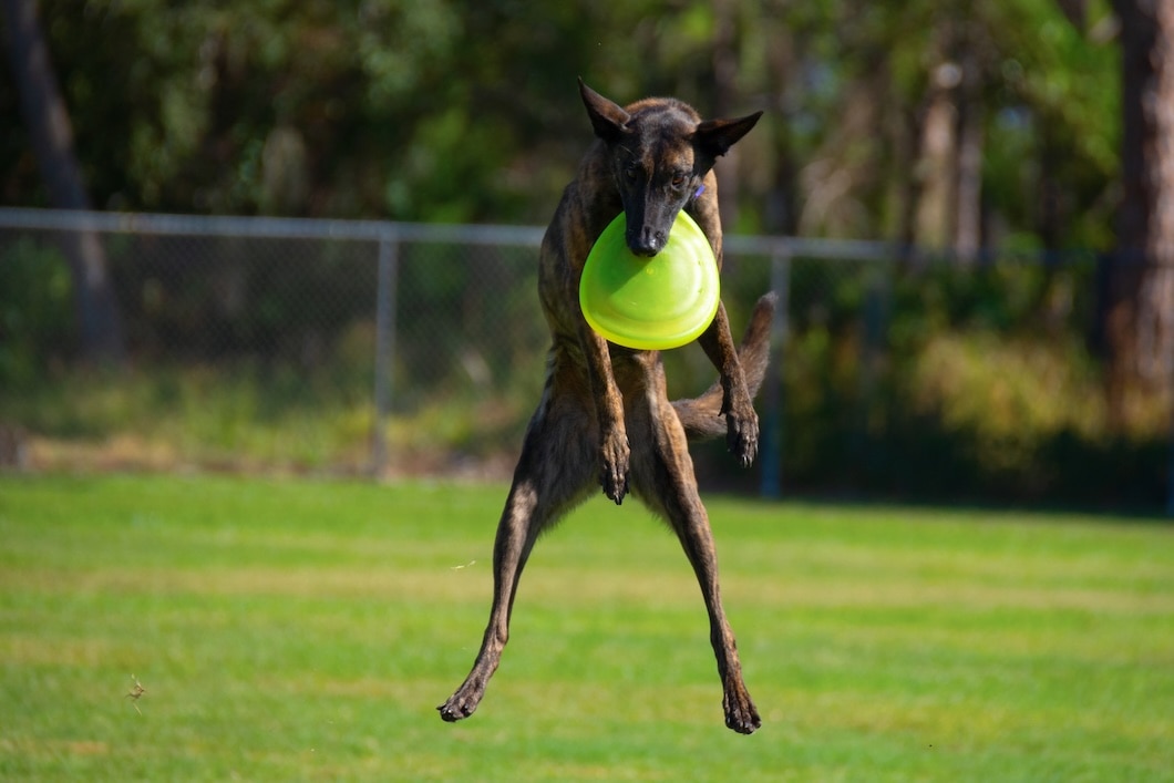 Treeing Tennessee Brindle dog leaping through the air with a green flying disc.