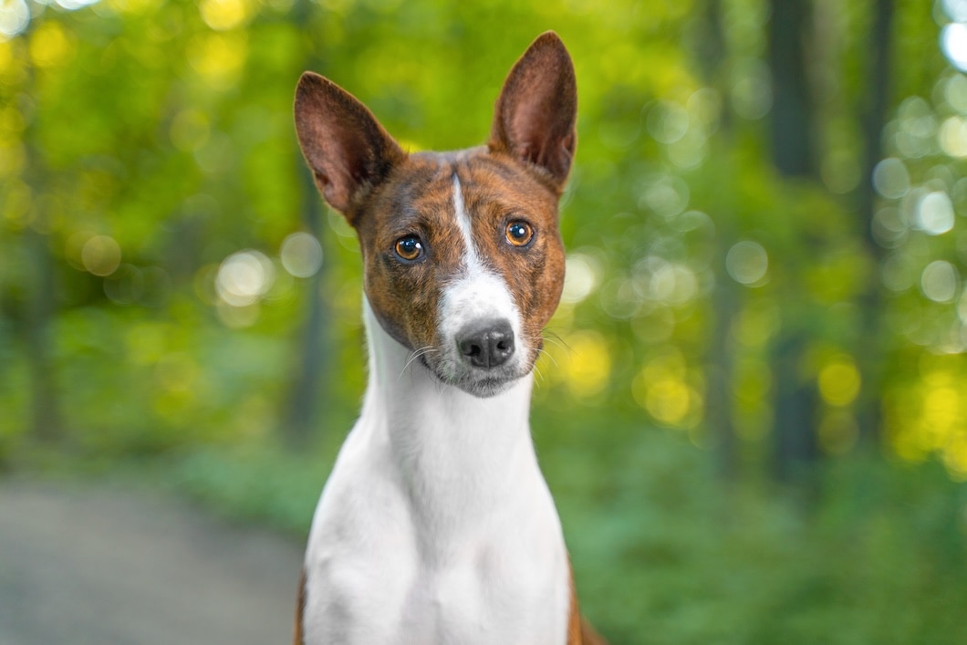 Brindle and white Basenji looking at the camera in a wooded area.