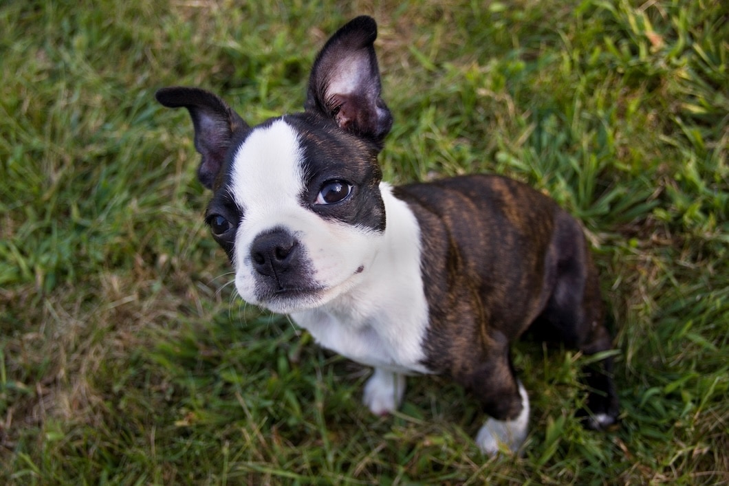 A brindle Boston Terrier puppy sitting in the grass and looking at the camera.