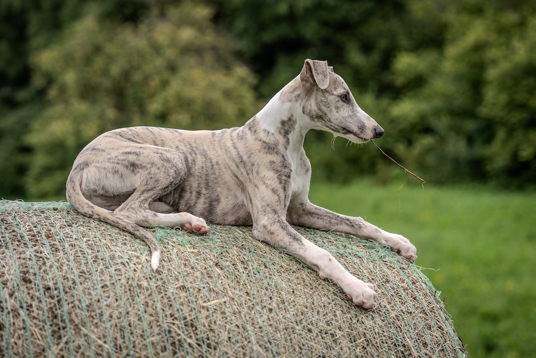 Blue brindle Whippet puppy lying on a hay bale with a stick in its mouth.