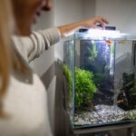 How Long Can Fish Go Without Power?