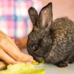 Can Rabbits Eat Radishes?
