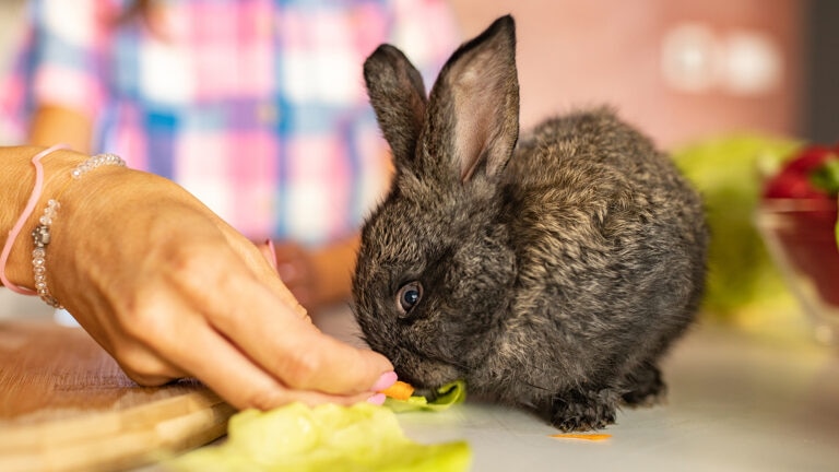 can rabbits eat radishes: rabbit nibbling on veggies