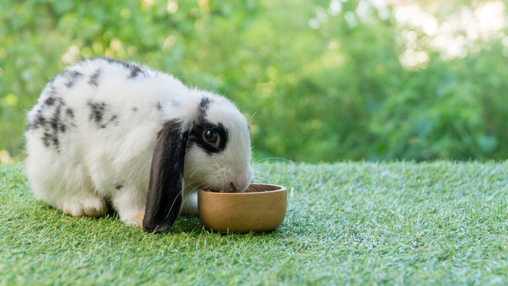can rabbits eat zucchini: bunny eating on grass