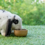 Can Rabbits Eat Zucchini?