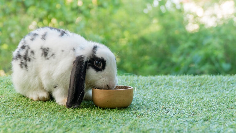 can rabbits eat zucchini: bunny eating on grass
