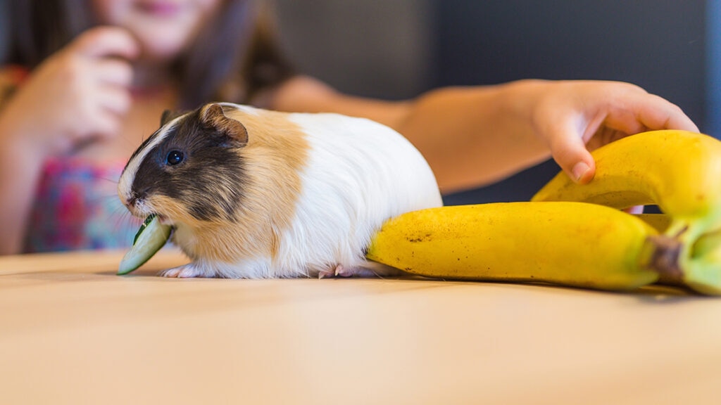 can guinea pigs eat bananas: guinea pig eating next to bunch of bananas
