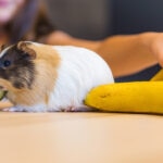 Can Guinea Pigs Eat Bananas?