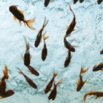 How to Prevent Fish From Jumping Out of a Fish Tank
