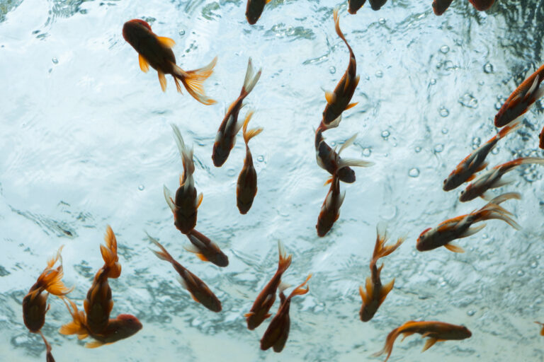 Goldfish at the top of the tank water getting ready to jump out