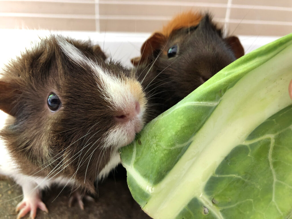 can guinea pigs eat cabbage: cavy eating cabbage leaf