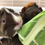 Can Guinea Pigs Eat Cabbage?