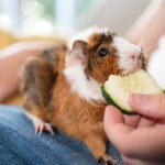 Can Guinea Pigs Have Cucumbers?