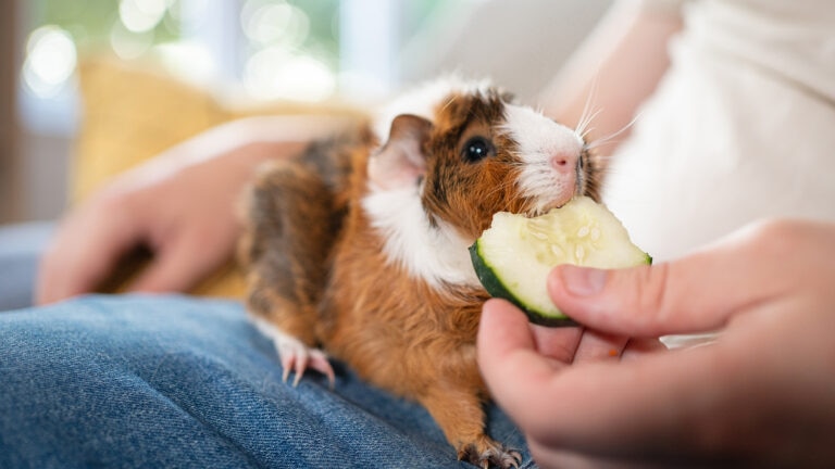 can guinea pigs have cucumber: guinea pig munching on cucumber slice