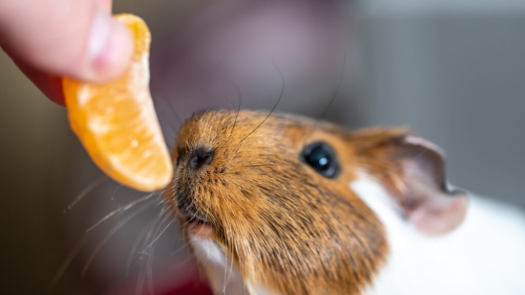 can guinea pigs eat oranges: guinea pig looking at orange slice