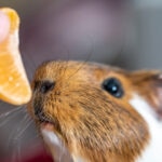Can Guinea Pigs Eat Oranges?