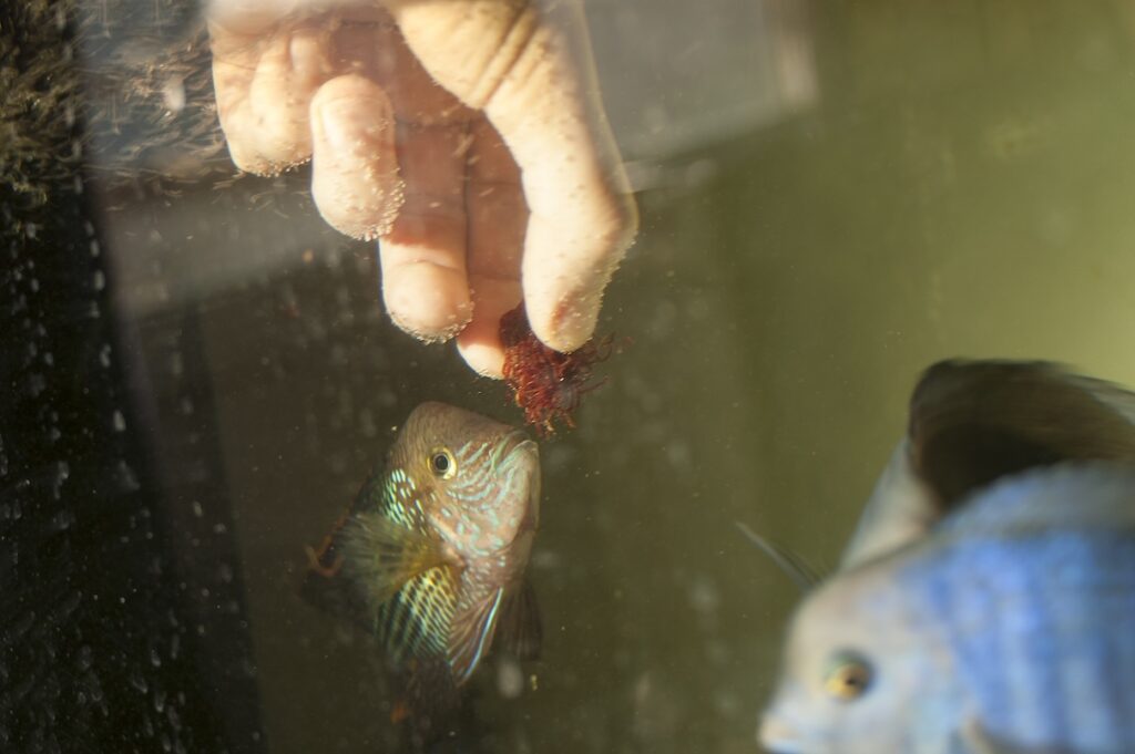 Man feeding a fish frozen food in an aquarium
