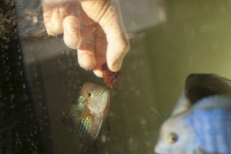 Man feeding a fish frozen food in an aquarium