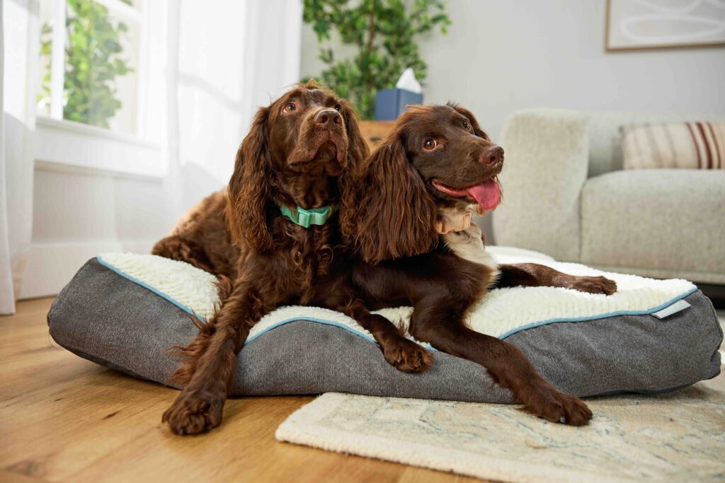 Mometamax for dogs: Two brown dogs with long ears are lying together on a gray and white plush dog bed in a cozy living room. One dog is looking attentively upward while the other has its tongue out and appears happy.