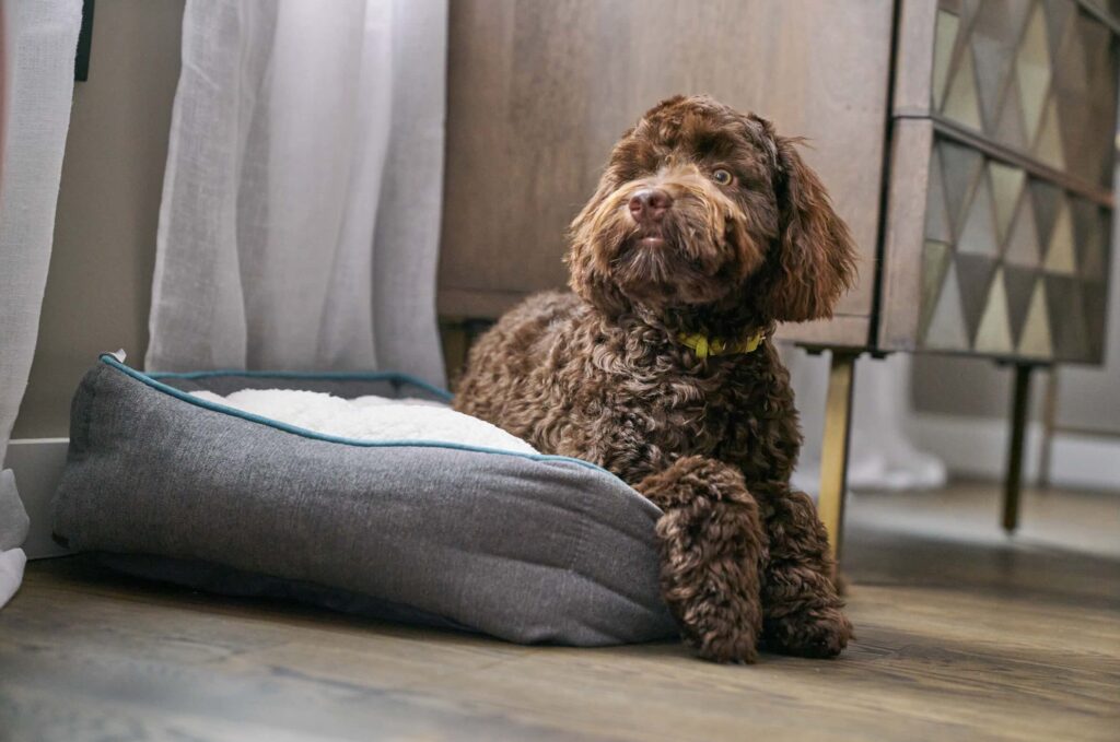 A brown Doodle mix relaxes on her gray bed in her family’s living room.