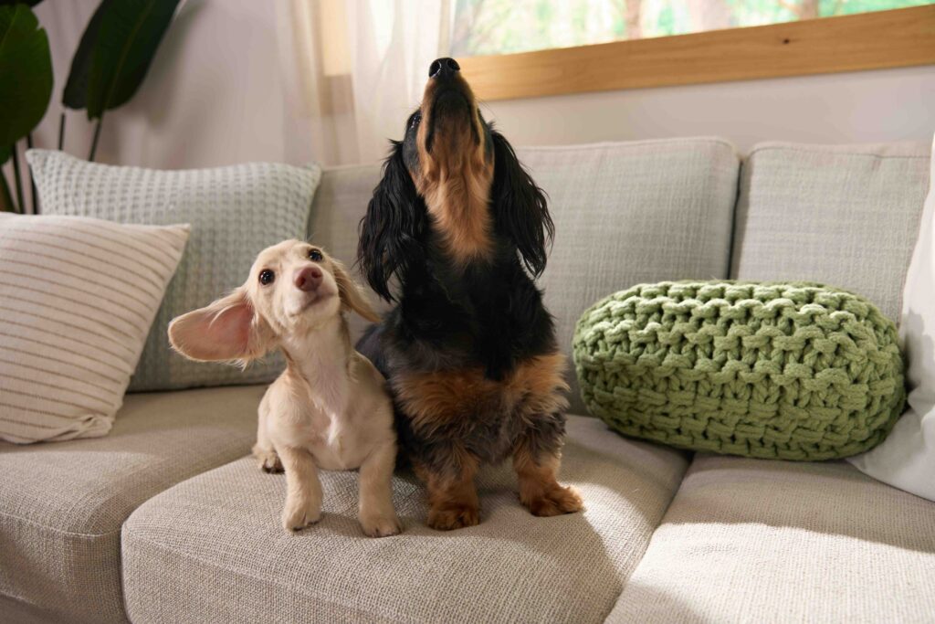 Two Dachshunds—one black and brown and one cream-colored, both with large, floppy ears—sit on a sofa and look at the ceiling.