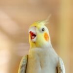 Why Is My Bird Screaming?