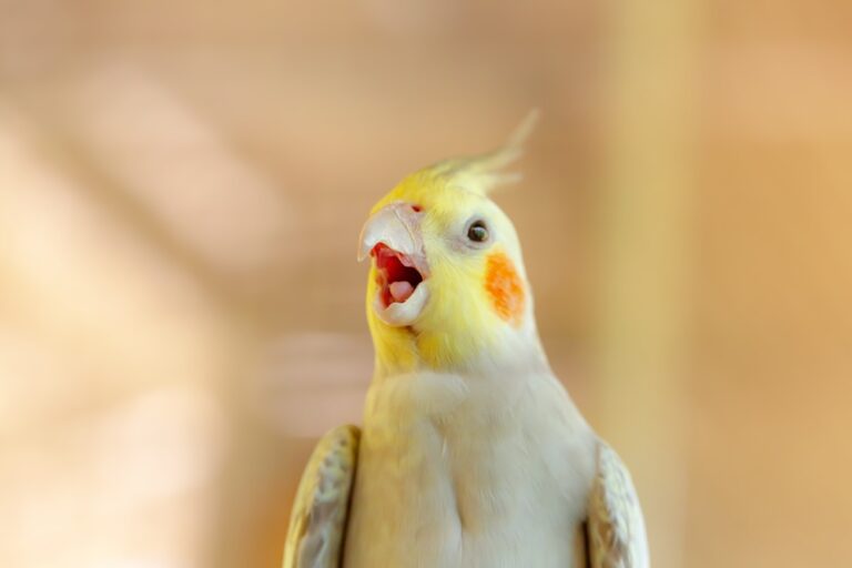 cockatiel screaming close up